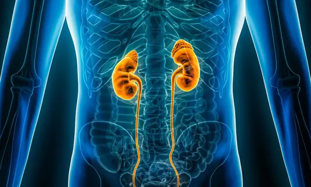 Anatomia nerek i dróg moczowych, ilustracja medyczna. Pokazuje narządy, które mogą wymagać dializy.
