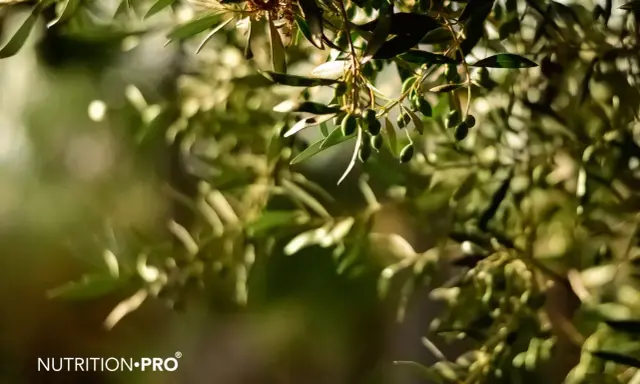 Des olives vertes sur une branche d'olivier, symbole de l'olivier bienfait et de la nature.