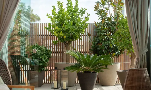 Un limonero, magnolios y palmeras crean un oasis verde. Estas plantas para terrazas transforman el espacio exterior en un refugio natural.