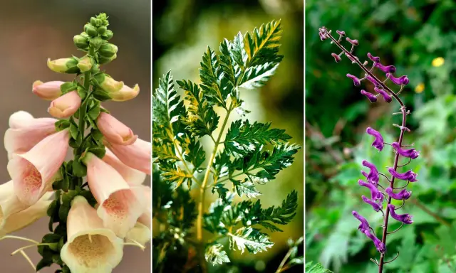 Tre vackra men giftiga växter: fingerborgsblomma, hundkäx och stormhatt. En vacker men giftig buske.