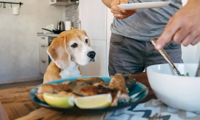 Un beagle attend patiemment, espérant une part de la ration ménagère chien. Un homme sert un repas.