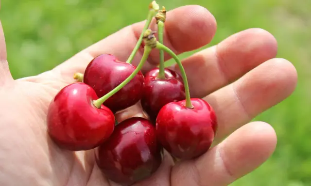 Fünf saftige Sauerkirschen liegen in einer Hand. Die Erntezeit ist da, und diese Früchte sind bereit, genossen zu werden.