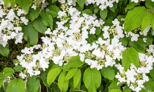 Gros plan sur une viorne de Chine en pleine floraison, ses grappes de fleurs blanches délicates contrastant avec le feuillage vert luxuriant.