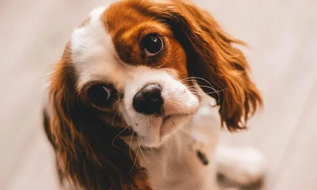 Uroczy Cavalier King Charles Spaniel, który ma 3 lata psie na ludzkie, patrzy z zaciekawieniem.