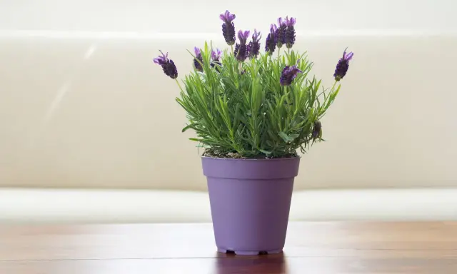 Planta de lavanda en maceta morada, ideal para interiores. Sus cuidados son sencillos: sol y buen drenaje.