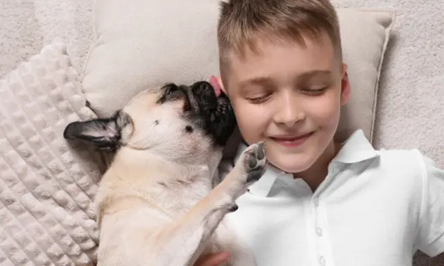 Chłopiec leży z zamkniętymi oczami, a mops go liże. Może to jego sposób na powiedzenie "czemu pies mnie liże", czyli "kocham cię".