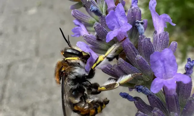 Eine Biene sammelt Nektar am Lavendel. Das Lavendel schneiden ist noch nicht dran, die Natur ist fleißig.