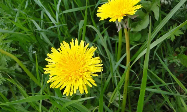 Deux pissenlits jaunes éclatants dans l'herbe verte.