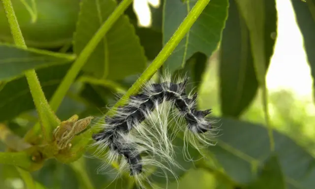 A fuzzy walnut caterpillar with black and white stripes crawls on a green stem, surrounded by lush foliage.