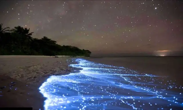 Nocne Malediwy: plaża rozświetlona bioluminescencyjnym morzem gwiazd, a nad nią rozgwieżdżone niebo.