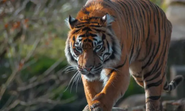 Tygrys w zoo rzym, majestatycznie kroczy po kamieniach, jego pomarańczowe futro lśni w słońcu.
