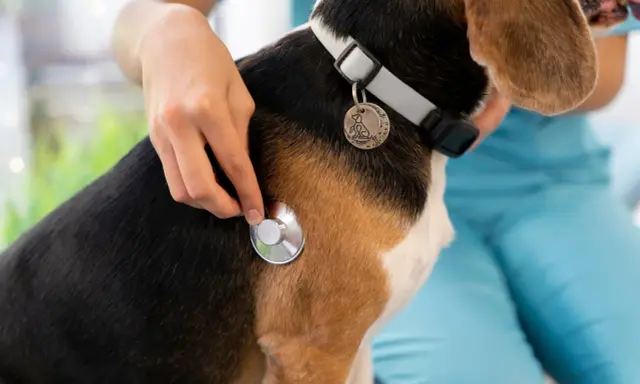 Un vétérinaire examine un chien beagle avec un stéthoscope, vérifiant s'il y a une tique.