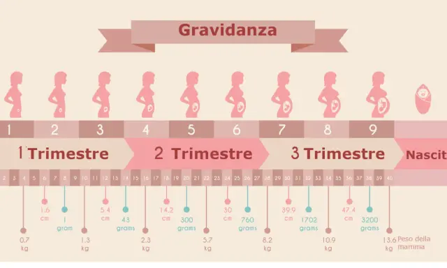Illustrazione dei mesi gravidanza, con sagome di donne incinte e dati su crescita del feto.