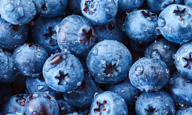 Frische Heidelbeeren mit Wassertropfen, bereit für süße Leckereien.