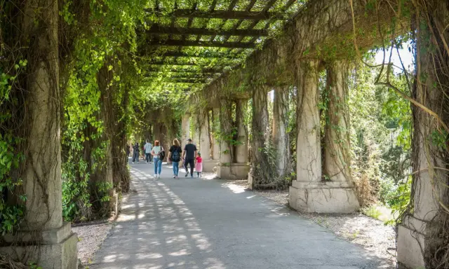Pergola porośnięta bluszczem, spacerujący ludzie. Jedna z urokliwych wrocławskich atrakcji.
