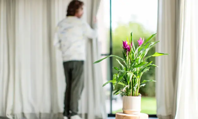 Un homme regarde par la fenêtre, à côté d'un curcuma Siam Splash. L'entretien de cette plante est simple pour un tel éclat.