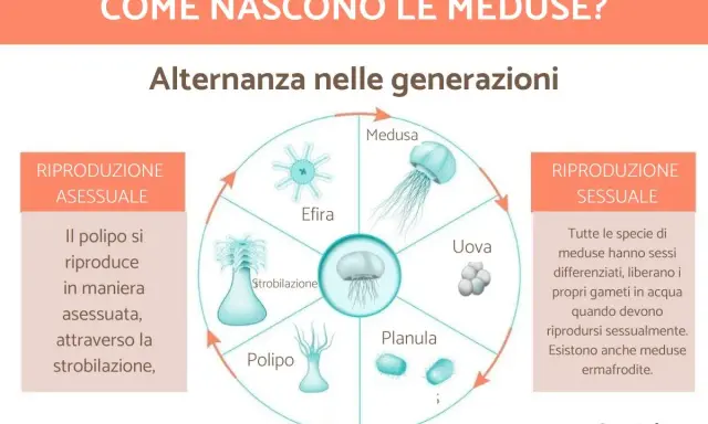 Ciclo vitale delle meduse: da polipo a medusa adulta, passando per stadi come efira, planula e uova. La riproduzione sessuale e asessuata si alternano.