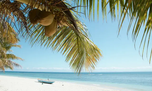 Palmy z kokosami nad białą plażą i turkusowym morzem. Marzysz o podróży? Sprawdź, ile się leci na Madagaskar!