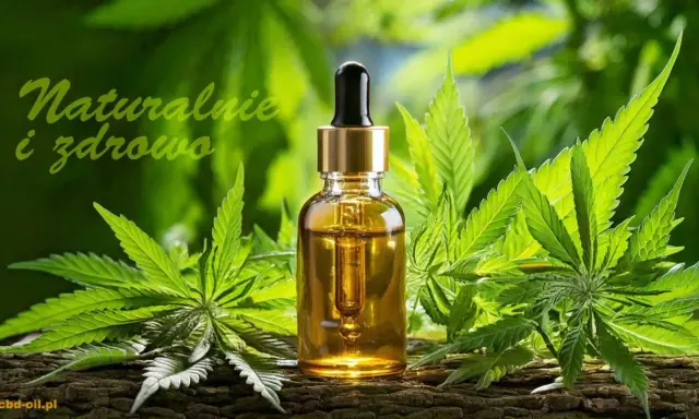 Naturalny olejek CBD, który zawiera kannabinoidy. Co to jest? To ekstrakt z konopi, który wspiera zdrowie.