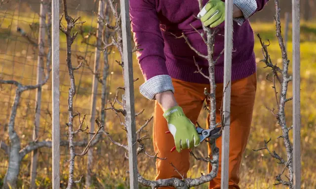 Taille d'un pommier en espalier, ses branches fines sont guidées par des piquets en bois.