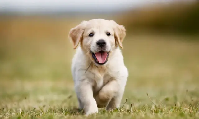 En glad golden retriever-valp springer över en gräsmatta. Valpens vikt är perfekt för dess ålder.