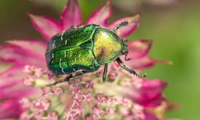 Un magnifique scarabée jardin aux reflets verts et dorés, perché sur une fleur rose.
