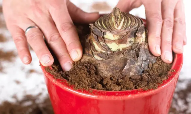 Hände bedecken eine Amaryllis-Zwiebel mit Erde in einem roten Topf. Die richtige Amaryllis Pflege beginnt mit dem Einpflanzen.