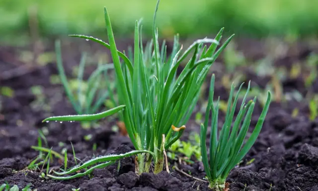 Jeunes pousses d'oignons dans le sol, avec des gouttes de pluie sur les feuilles vertes. Le semis d'oignon prospère.