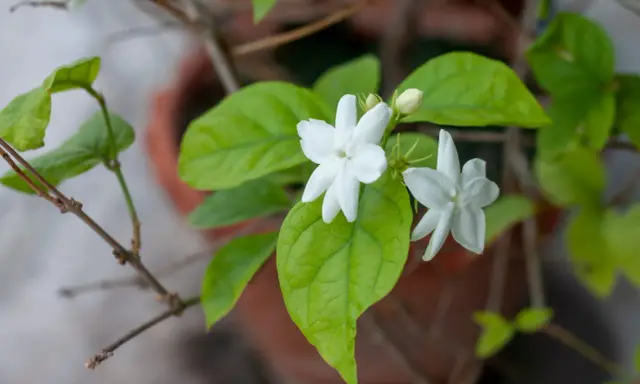 Fleurs blanches délicates de jasmin en pot, avec des feuilles vertes luxuriantes.