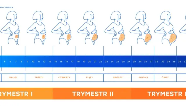 17 tydzień ciąży to czwarty miesiąc. Ilustracja pokazuje zmiany sylwetki kobiety i rozwój dziecka w kolejnych tygodniach.