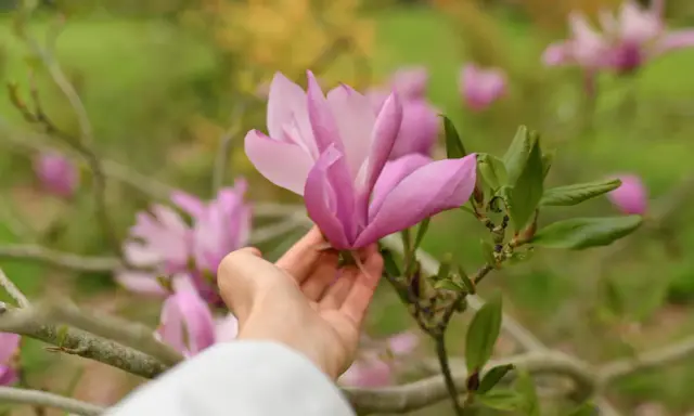 Delikatna dłoń dotyka różowej magnolii, przypominając o tym, jak sadzić magnolie, by cieszyć się ich pięknem.