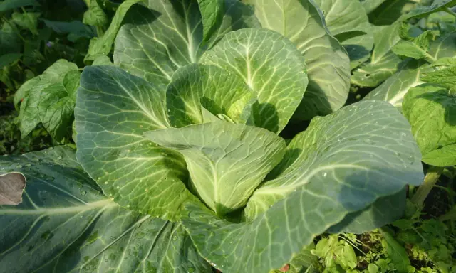 En frodig kålplanta med stora, gröna blad som glänser av dagg. En vacker påminnelse om att odla kål.