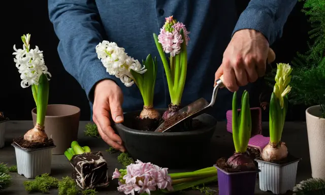 Händer planterar doftande hyacinter i rabatten. Vita, rosa och ljusgula blommor förbereds för våren.