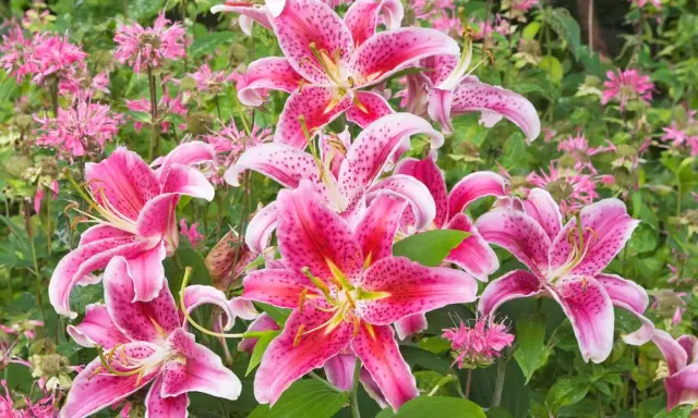 Vibrant pink lilies bloom, a beautiful reminder of when to transplant lilies for optimal growth.