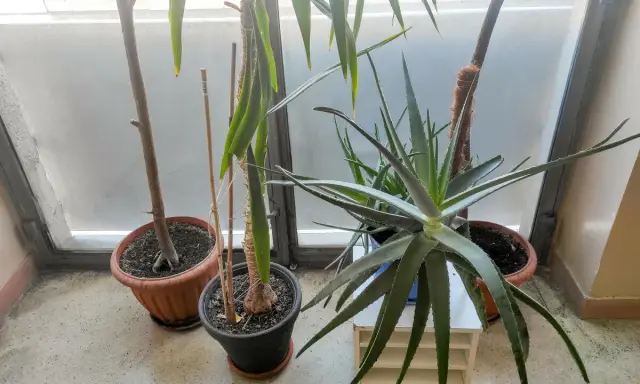 Rośliny doniczkowe, w tym aloes, stoją przy oknie. Czy aloes jest trujący dla kota? Nie, aloes nie jest trujący dla kota, ale może powodować problemy żołądkowe.