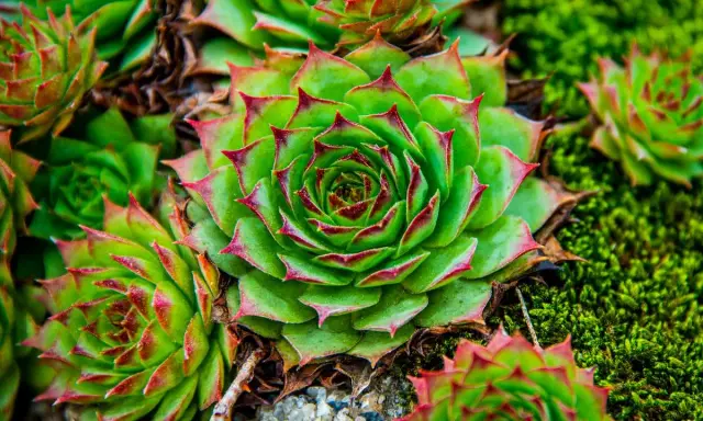 Gros plan sur une joubarbe en pot, ses feuilles vertes aux pointes rouges formant une rosace parfaite, entourée de mousse verte.