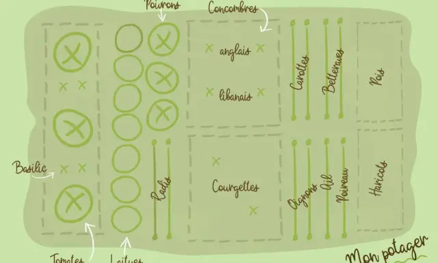 Plan potager débutant : tomates, laitues, poivrons, concombres, courgettes, carottes, betteraves, pois, oignons, ail, poireau, haricots, basilic et radis.