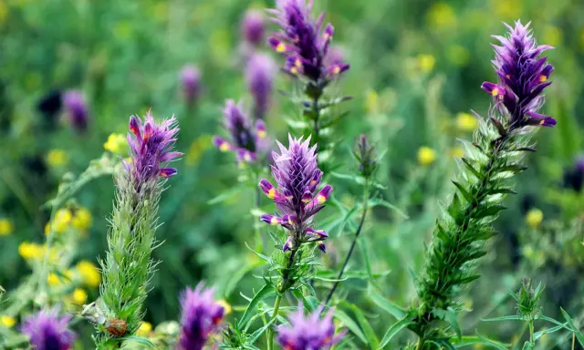 Fleurs d'astragale violettes et jaunes dans un champ verdoyant. L'astragale est connue pour ses nombreux bienfaits pour la santé.