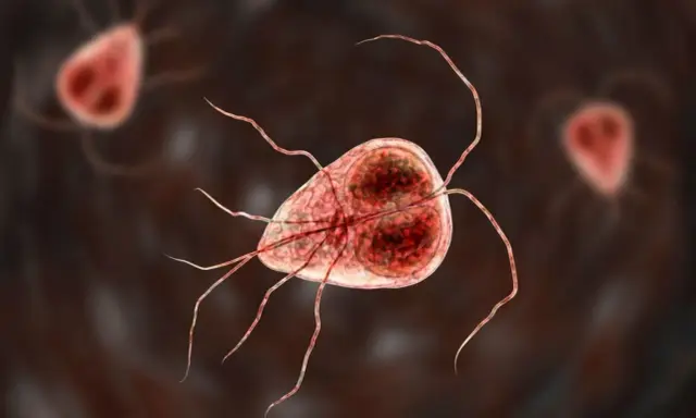Mikroskopijny obraz Giardia, pasożyta powodującego problemy żołądkowe u psów. Leczenie giardii u psa jest kluczowe.
