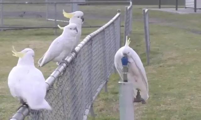 Un gruppo di cacatua bianchi con creste gialle si posa su una recinzione. Uno di loro, un cacatua parla, beve da un rubinetto.
