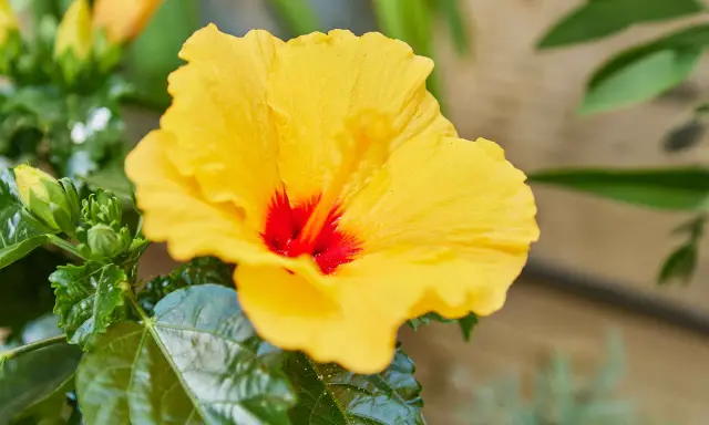 Un magnifique hibiscus jaune vif avec un cœur rouge profond. Ses feuilles vertes et lustrées suggèrent une belle rusticité, promettant une floraison durable.