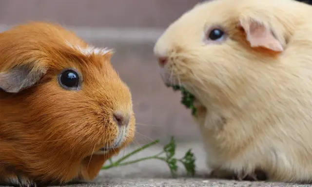Zwei Meerschweinchen, eines rotbraun, das andere hellgelb, teilen sich ein Stück Petersilie. Die Anschaffung von Meerschweinchen ist nicht teuer.