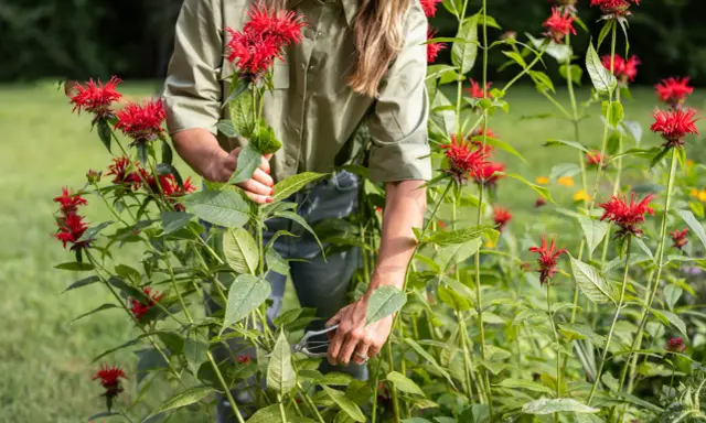 A gardener trims bright red bee balm, a beautiful perennial, in a lush garden.