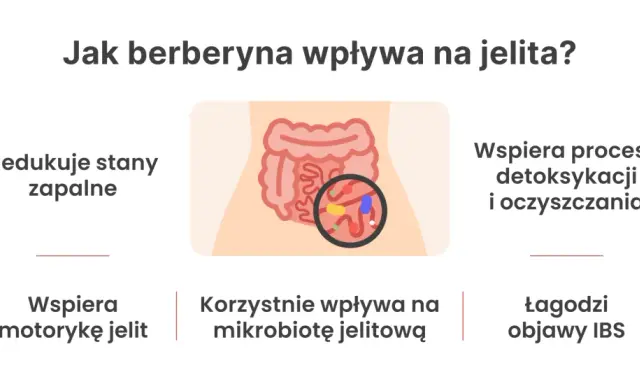Berberyna na jelita: redukuje stany zapalne, wspiera motorykę, mikrobiotę, detoksykację i łagodzi objawy IBS.