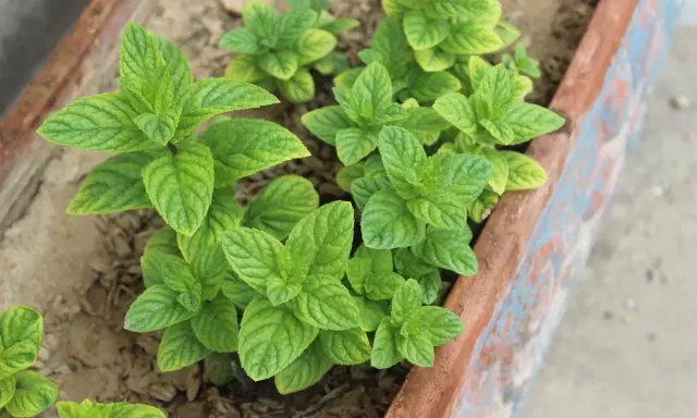 Plantes de menthe verte luxuriantes dans un bac. Apprenez comment tailler la menthe pour une croissance optimale.