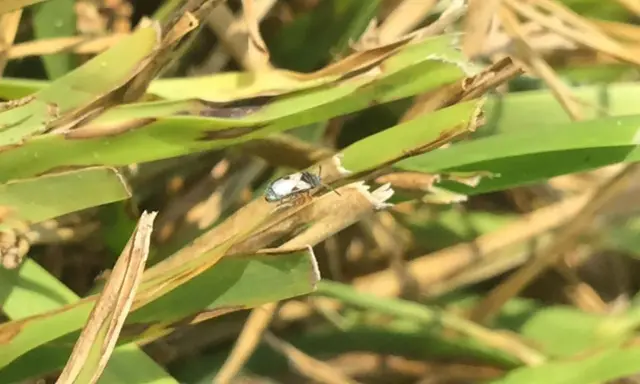 A chinch bug, a common pest in the chinch bug life cycle, rests on a blade of grass.