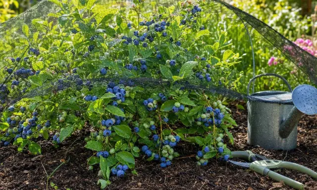Un buisson de myrtilles couvert d'un filet protecteur, avec des baies bleues et vertes. Un arrosoir et un sécateur sont à proximité, prêts pour l'entretien de la bruyère qui sèche.
