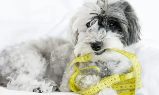 Puszysty piesek trzyma w pysku miarkę krawiecką, symbolizującą tabelę żywienia shih tzu.