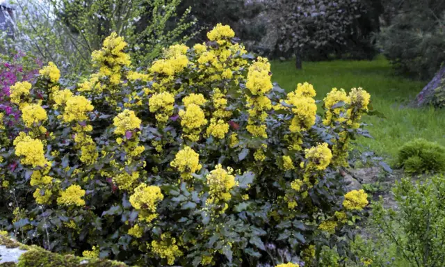 Mahonia: Jakie rośliny sadzić obok? Sekrety pięknej rabaty!