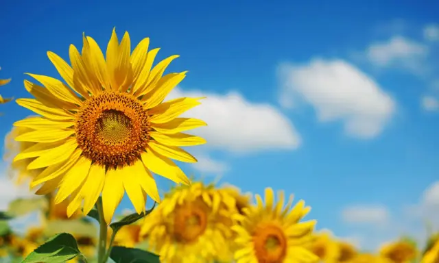 Bright yellow sunflowers bloom under a blue sky. Most sunflowers are annuals, not perennials, but their cheerful faces make every summer feel like a new beginning.